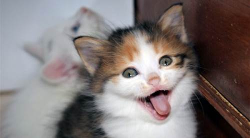 Bu kediyi görmek ve sahiplenmek için geliyorlar çünkü...