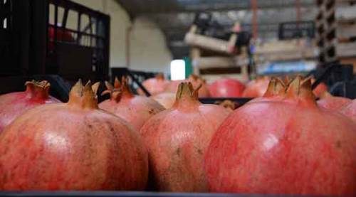 Bu kışın şifalı mevyesi nar!