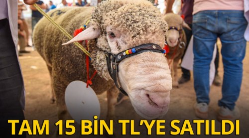 Bu koç tam 15 bin TL'ye satıldı