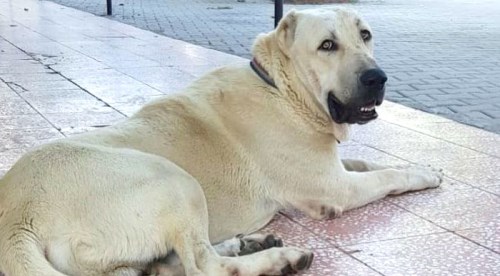 Bu köpeği bulana 1 hafta tatil