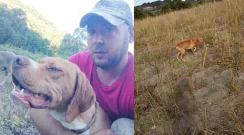 Bu köpeği bulana öyle bir ödül var ki...