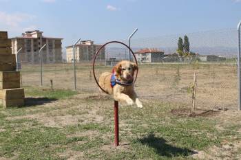 Bu Köpekler, Kaçakçıların Ve Teröristlerin Korkulu Rüyası
