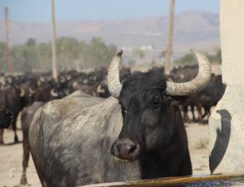 Bu Köyde Kişi Başına İki Manda Düşüyor
