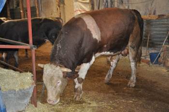 Bu kurbanlığı almak için para yetmiyor!