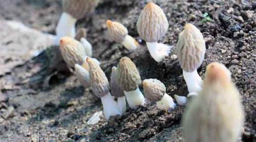 Bu mantarın kurusunun kilosu 3 bin TL, Türkiye' de ilk kez üretildi!