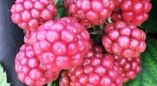 Bu meyveler her derde deva!