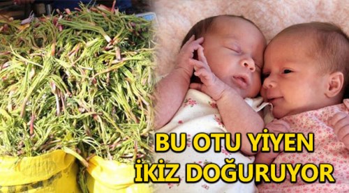Bu otu yiyen kadın ikiz doğuruyor