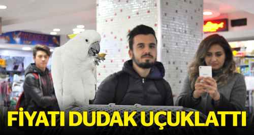 Bu papağanın fiyatı dudak uçuklattı