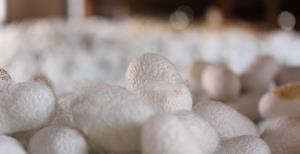 Bu sene yüz güldürecek