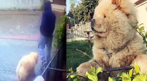 Bu sevimli Herkül'ü önce sevdiler, sonra ise...