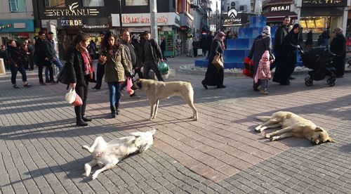 Bu taklit onu ilgi odağı yaptı