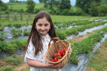 Bu Tarlada Çilekler ’Seç-Al’ Sloganıyla Dalında Satılıyor
