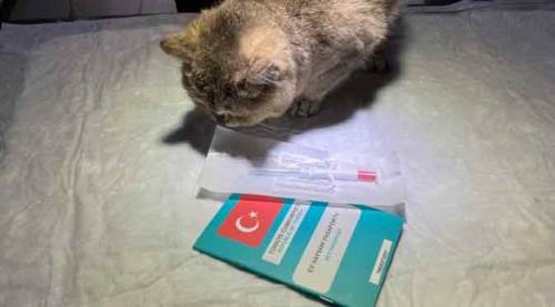 Bu uygulama evcil hayvanlar için birçok fayda sağlayacak