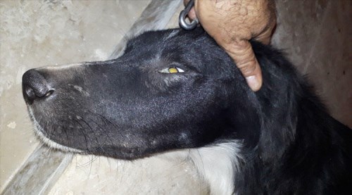 Bu vahşete kim dur diyecek?