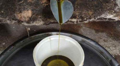 Bu yağın kilosu 500 lira, sağlığa faydası saymakla bitmiyor!