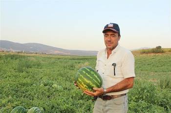 Bu Yıl 32 Bin 500 Ton Karpuz Hasadı Bekleniyor
