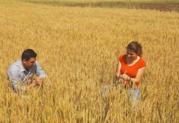 Buğday Ekili Alanlarda Hasat Döneminden Önce Son Kontroller Yapıldı
