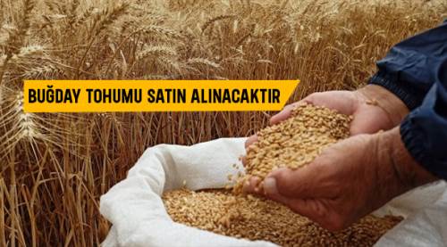 Buğday tohumu satın alınacaktır