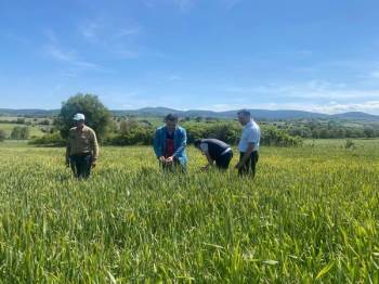 Buğday Ve Ayçiçek Tarlalarında Hastalık Kontrolleri Yapıldı
