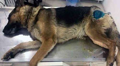 Bunu yapan insan olamaz!