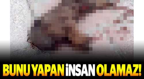 Bunu yapan insan olamaz!