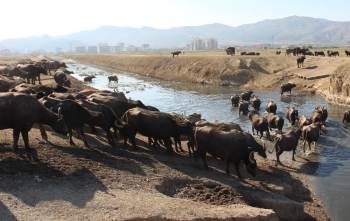 Burası Afrika Bozkırları Değil ’Afyonkarahisar’
