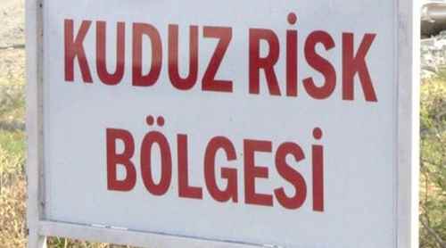Bursa'da kuduz karantinası