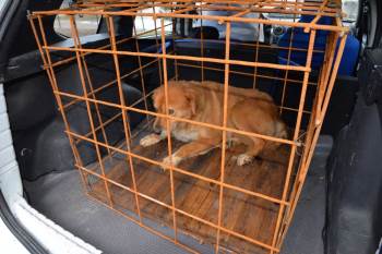 Büyük Bir Operasyon Geçiren Köpeğin Tedavisi Tamamlandı
