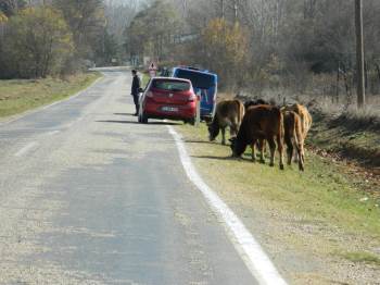 Büyükbaş Hayvanlar Firarda
