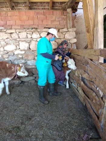 Büyükbaş Hayvanlara Küpeleme Ve Aşı Çalışmaları
