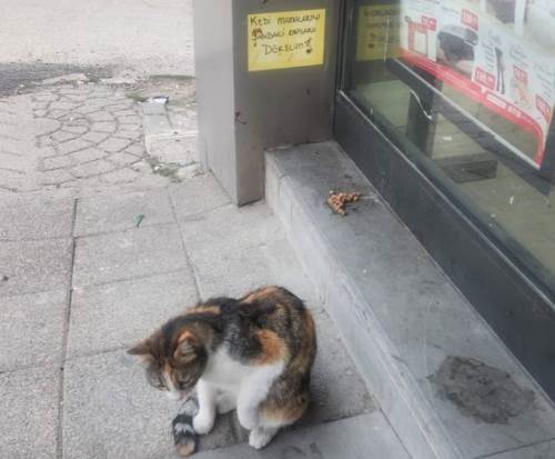 Büyükdere’de mama tartışması: Uyarılara rağmen... 