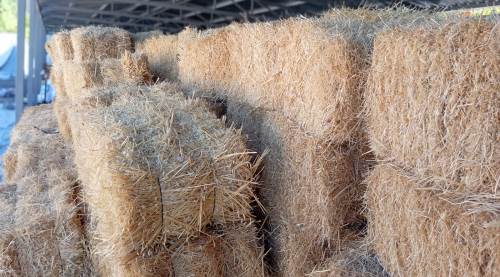 Büyükşehir’den üreticiye can suyu: Yem ve balya desteği!