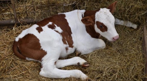 Buzağı desteği başvuruları başladı