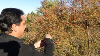 C Vitamini Deposu Kuşburnuyla Kışa Hazırlık
