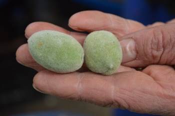 Çağla, Sezonu 30 Liradan Açtı
