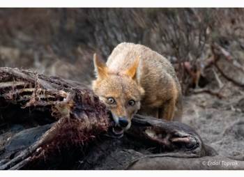 Çakal Avını Böyle Parçaladı
