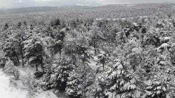 Çam Ağaçları Kara Büründü, Ortaya Kartpostallık Görüntüler Çıktı
