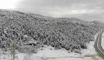 Çam Ağaçları Kara Büründü, Ortaya Kartpostallık Görüntüler Çıktı
