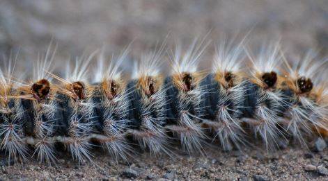 Çam Kese Böceği Tehlikesi: Sadece Ağaçları Değil İnsan Sağlığını da Tehdit Ediyor