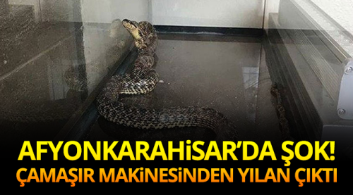 Çamaşır makinesinden yılan çıktı!