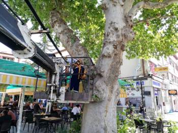 Cami Bahçelerindeki 3 Asırlık Çınar Ağaçları İçin Budama Ve Rehabilitasyon Çalışması
