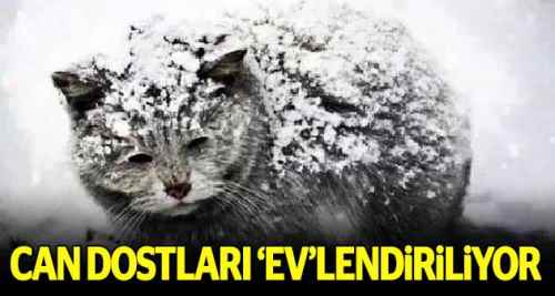 Can dostlarını 'ev'lendiriyorlar