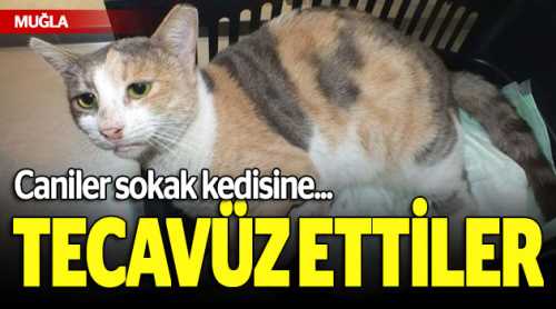 Caniler sokak kedisine tecavüz ettiler!