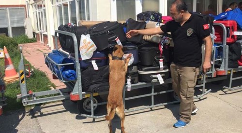 Cankız'dan kaçamıyorlar