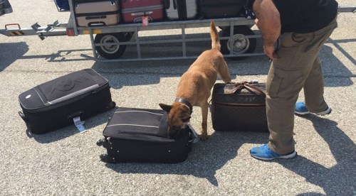 Cankız uyuşturucuya geçit vermiyor