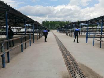 Canlı Hayvan Pazarı Faaliyete Hazır
