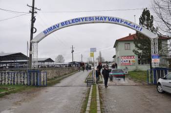 Canlı Hayvan Pazarı Yeniden Açıldı
