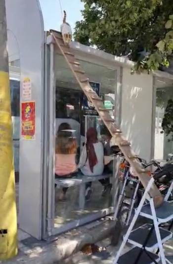 Çatıda Mahsur 3 Gündür Mahsur Kalan Kediyi Kıyma Vererek Kurtardı
