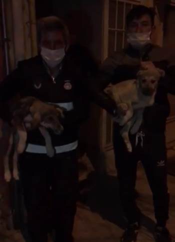 Çatıda Mahsur Kalan 2 Yavru Köpek Kurtarıldı
