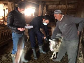 Çavdarhisar’Da ’’Şap’’ Aşısı Kampanyası
